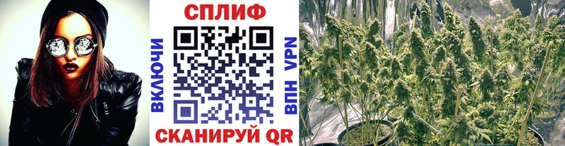 Конопля планчик  Коряжма 